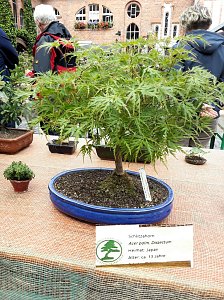 Bonsai in der Brennerei