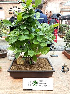 Bonsai in der Brennerei