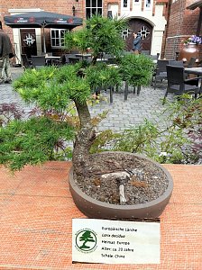 Bonsai in der Brennerei