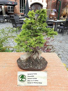 Bonsai in der Brennerei