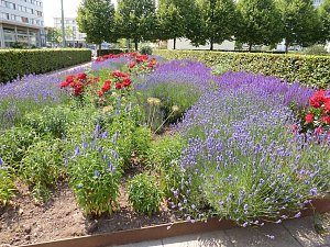 Bl&uuml;tenpracht in Nordhausens Promenade