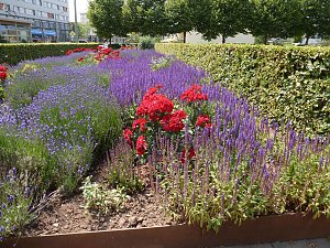 Bl&uuml;tenpracht in Nordhausens Promenade