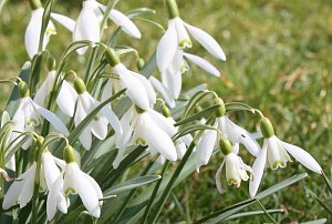 Gr&uuml;&szlig;e vom Fr&uuml;hling
