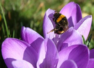 Gr&uuml;&szlig;e vom Fr&uuml;hling