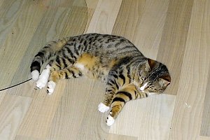 Fredi aus Herreden wird vermisst