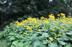 Im Park Hohenrode wurde heute das 10jährige Jubiläum des Fördervereins gefeiert