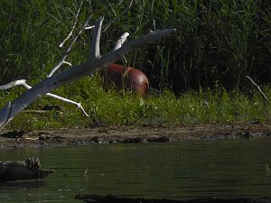 Impressionen am Muldenstausee