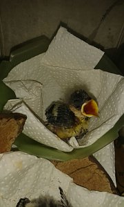 Nur ein winziges Federb&auml;llchen war die Meise, als sie Anna fand.