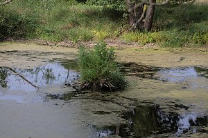 Entdeckungen an der Mulde