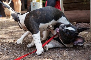7. Nordth&uuml;ringer Bulldoggentreffen