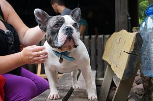 7. Nordth&uuml;ringer Bulldoggentreffen
