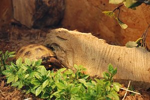Welt der Reptilien in der Wiedingsburghalle