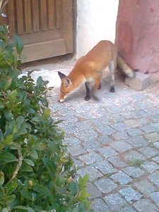 Zu Gast in Werna