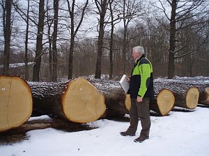 Unter dem Hammer: Forstamtsleiter Jan Kl&uuml;&szlig;endorf aus Bad Berka begutachtet die gut verkaufte Eiche aus dem Fronder&ouml;der Wald im Revier K&ouml;nigsthal