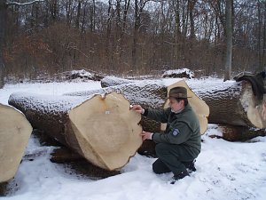 Unter dem Hammer: &ouml;rster Wiegleb aus Uthleben z&auml;hlt die Jahrringe von der Gemeinen Esche vom Kirchberg bei Strau&szlig;berg. Er kam auf 141!