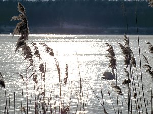 Tiere und Landschaft am Goitzschesee