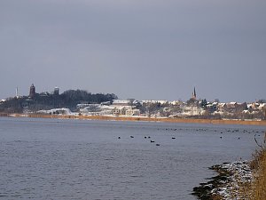 Tiere und Landschaft am Goitzschesee