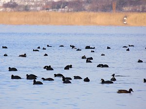 Tiere und Landschaft am Goitzschesee