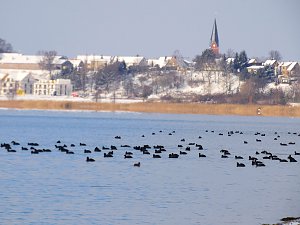 Tiere und Landschaft am Goitzschesee
