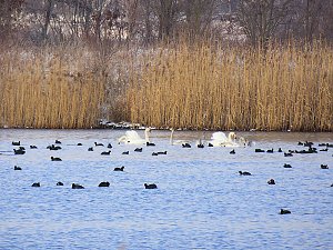 Tiere und Landschaft am Goitzschesee