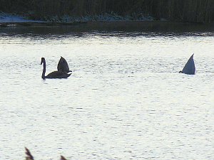 Tiere und Landschaft am Goitzschesee