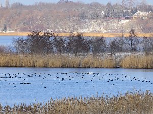 Tiere und Landschaft am Goitzschesee