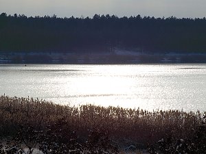 Tiere und Landschaft am Goitzschesee