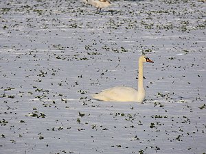Tiere und Landschaft am Goitzschesee