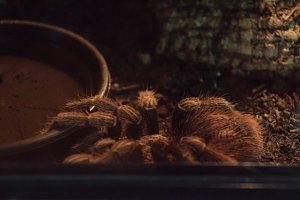 Exoten in einer Ausstellung
