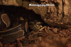 Exoten in einer Ausstellung