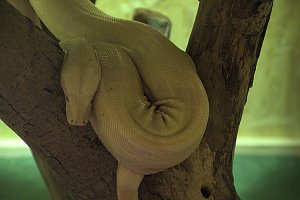Exoten in einer Ausstellung