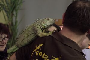Exoten in einer Ausstellung