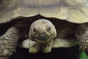 Exoten in einer Ausstellung