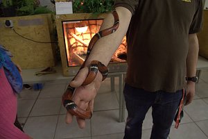 Exoten in einer Ausstellung