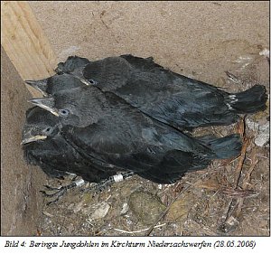 Einst aus dem Stadtbild verschwundenen, br&uuml;ten heute wieder zwischen 25 und 30 Dohlen-Brutpaare im Landkreis.