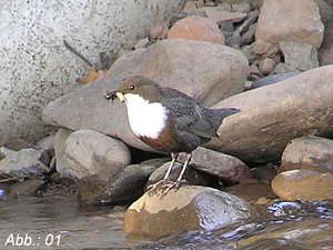 Wasseramsel