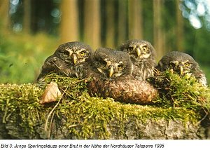 Eine Rarit&auml;t hierzulande ist der Sperlingskauz. Er ist wie die Schleiereule sehr schutzbed&uuml;rftig.