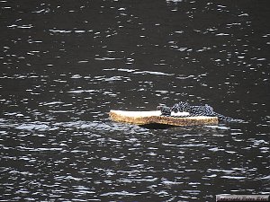 Peter Blei unterwegs: die Wendefurth Talsperre