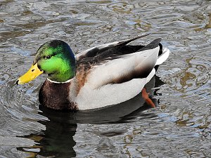 Peter Blei unterwegs: Bei Elbingerode