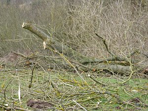 Tornado &uuml;berm S&uuml;dharz