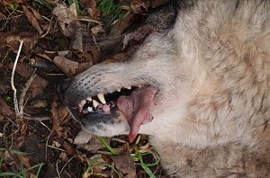 Totes Tier ist ein Wolfshund