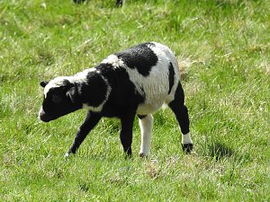 L&auml;mmerfest auf der Ziegenalm