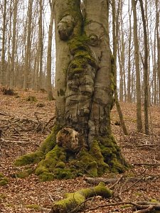 Die W&auml;chter des Harzes: Waldgeister