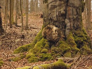 Die W&auml;chter des Harzes: Wurzelgeist