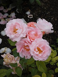Besuch im Rosengarten in Bad Langensalza