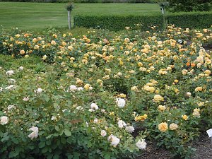 Besuch im Rosengarten in Bad Langensalza