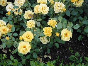 Besuch im Rosengarten in Bad Langensalza