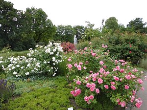 Besuch im Rosengarten in Bad Langensalza