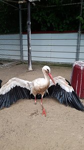 Verletzter Storch ist eingefangen