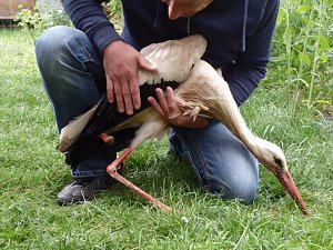 Verletzter Storch ist eingefangen